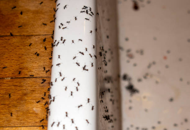 Best Pest Inspection Near Me  in West Glens Falls, NY